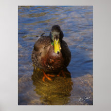 Pato del pato silvestre II Posters