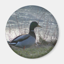 Pato del pato silvestre imanes de nevera