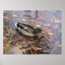 Pato del pato silvestre - poster