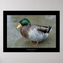 Pato del pato silvestre posters
