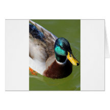 Pato del pato silvestre tarjetas