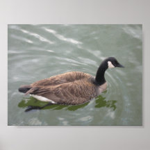 Pato en el poster del agua