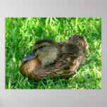 Pato en hierba impresiones