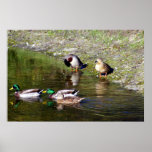 Pato en la charca posters
