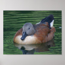 pato en la impresión de la lona del agua poster