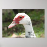 Pato en la impresión de la lona impresiones