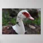 Pato en la lona, impresión de la versión B Poster