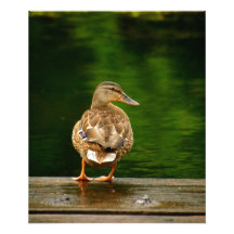 Pato en muelle arte fotográfico