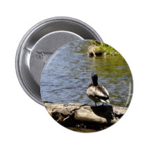 Pato en un registro pins