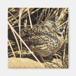 Pato hawaiano (gallina de Koloa) Imanes