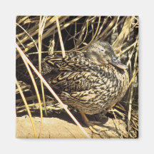 Pato hawaiano (gallina de Koloa) Imanes