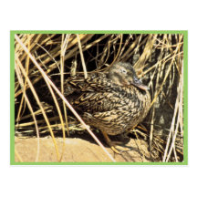 Pato hawaiano (gallina de Koloa) Tarjeta Postal