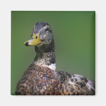 Pato Imán De Frigorífico