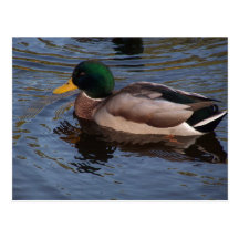 Pato masculino del pato silvestre tarjeta postal