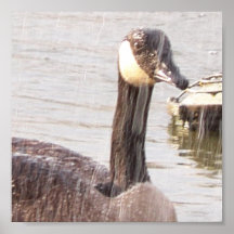 Pato mojado poster