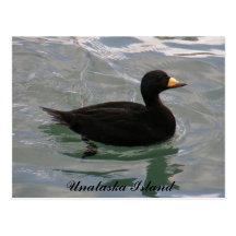 Pato negro de la negreta, isla de Unalaska Tarjeta Postal