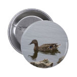 PATO PINS