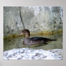 pato impresiones