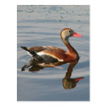 pato que silba Negro-hinchado Postal
