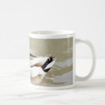 Pato silvestre de la natación de Platyrhynchos de  Tazas De Café