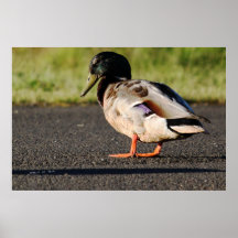 Pato silvestre Drake Posters