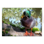 Pato silvestre en el río de Boise Tarjetón