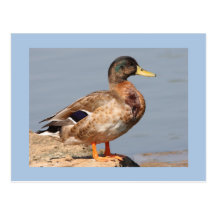 Pato silvestre postal