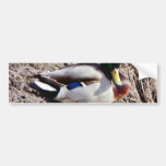 Pato silvestre que toma el sol de Platyrhynchos de Etiqueta De Parachoque