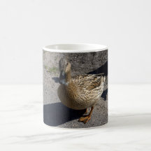Pato silvestre taza de café