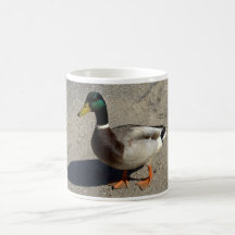 Pato silvestre taza de café