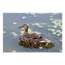 Pato silvestre y bebés de la madre arte fotográfico