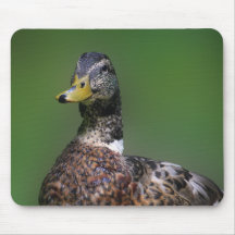 Pato Tapetes De Ratones