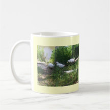 Patos blancos en una taza de la rampa