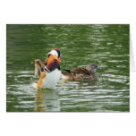 Patos de Mandaran Tarjetón