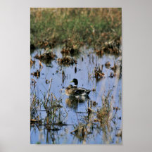 Patos del pato silvestre en un humedal posters