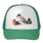 Patos del pato silvestre gorras de camionero