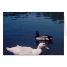Patos en el arte y la fotografía de CricketDiane d Felicitación