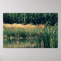 Patos en humedal impresiones