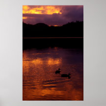 Patos en la puesta del sol posters