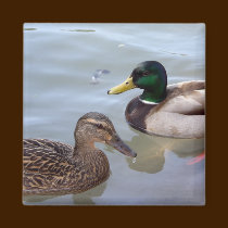 Patos en un imán de la charca imanes
