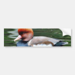 Patos Etiqueta De Parachoque
