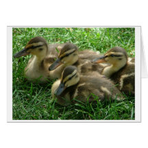 Patos Felicitación