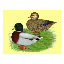 Patos:  Llamadas del gris Tarjeta Postal
