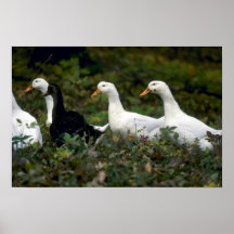 Patos nacionales impresiones