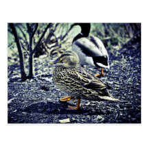 Patos Postales