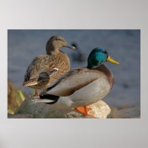 Patos Impresiones