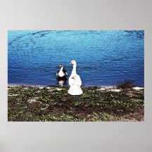 Patos Poster