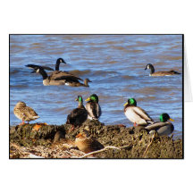 Patos que miran gansos el pensar en usted tarjeton