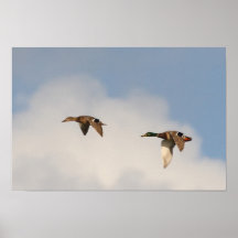 Patos silvestres impresiones
