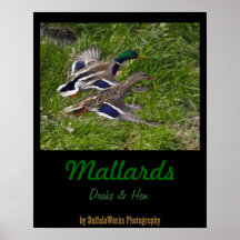 Patos silvestres que vuelan el poster